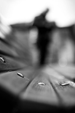 ahşap Bank, siyah ve beyaz kadar yakın