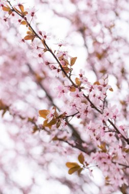 Pembe çiçekler bahar döneminde kusma