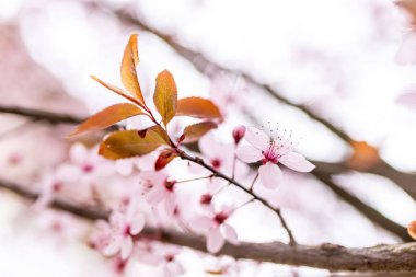 Pembe çiçekler bahar döneminde kusma