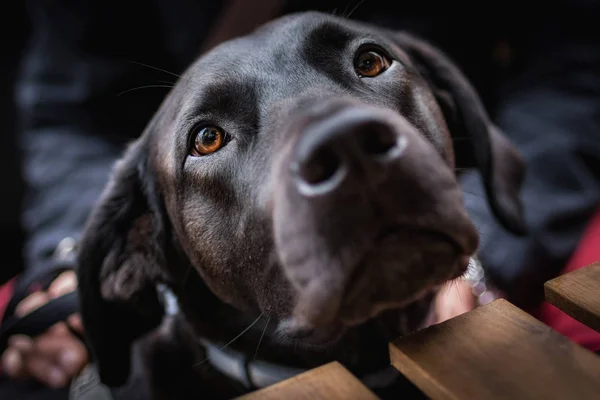 Portræt Sød Sort Hund - Stock-foto