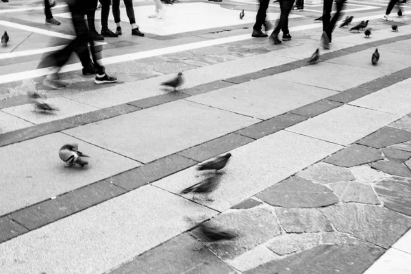街や鳩の人々 — ストック写真
