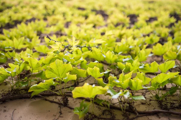 现代绿色建筑 攀援植物 生态友好建筑理念 — 图库照片