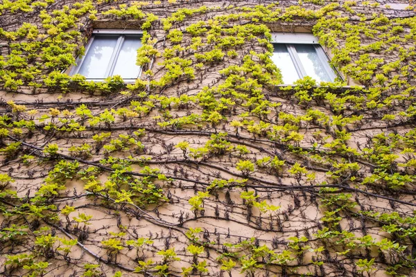 Modern green building, climbing plants, eco friendly building concept