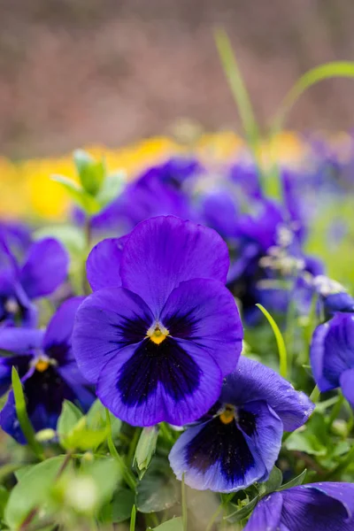 Красивые Голубые Цветы Заднем Плане — стоковое фото