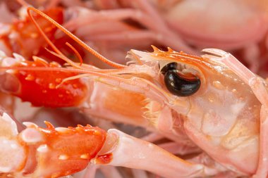 Haşlanmış Norveç ıstakozları tabakta, yakın çekim.