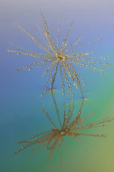 Pequeña Pelusa Planta Superficie Del Agua Macro Disparo — Foto de Stock