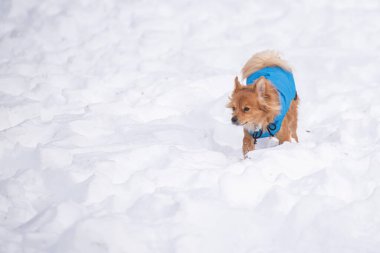 Mavi köpek kıyafetleri giymiş, karda küçük şirin bir köpek. 