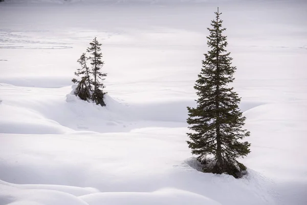 雪に囲まれた一本のモミの木の眺め — ストック写真