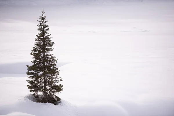 雪に囲まれた一本のモミの木の眺め — ストック写真