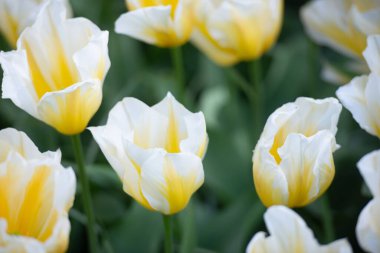 Sahada açan sarı lalelerin manzarası