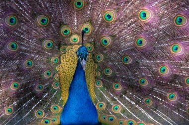 Muhteşem Hint Peafowl kuşu.