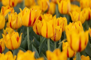 Sahada açan sarı lalelerin manzarası
