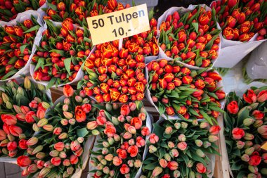 Güzel kırmızı laleler indirimde