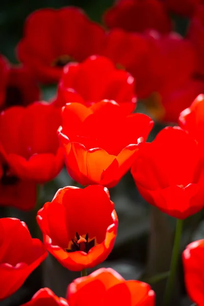 Vista Tulipanes Rojos Floreciendo Campo — Foto de Stock