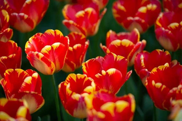 Över Röda Tulpaner Blommar Fältet — Stockfoto