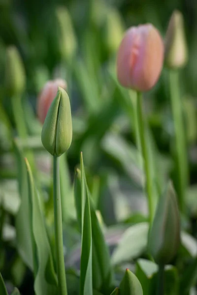 Brote Flor Verde Con Tulipanes Rosados Fondo — Foto de Stock