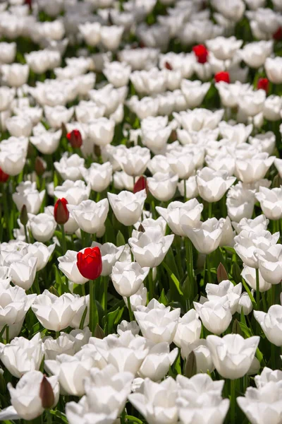 Över Vita Och Röda Tulpaner Blommar Fältet — Stockfoto