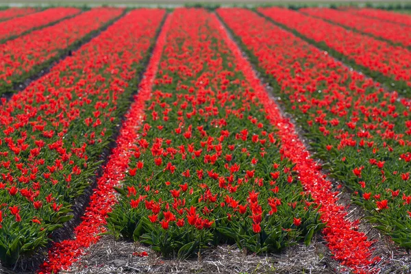 Vackra Röda Tulpaner Fältet — Stockfoto