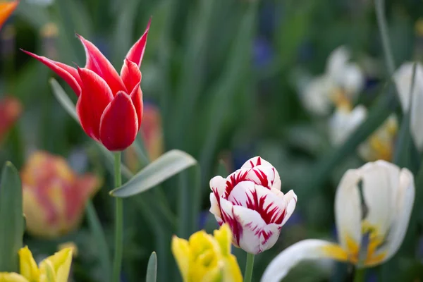 Över Färgglada Tulpaner Blommar Fältet — Stockfoto