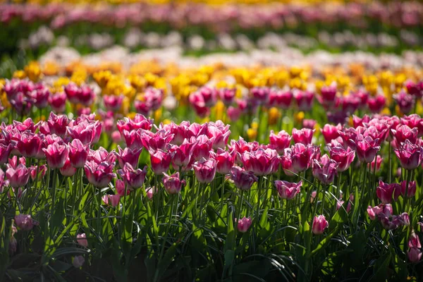 Över Rosa Tulpaner Blommar Fältet — Stockfoto