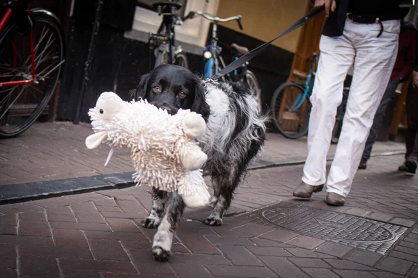 Οικιακός Σκύλος Πόδια Πρόβατα Παιχνίδι — Φωτογραφία Αρχείου