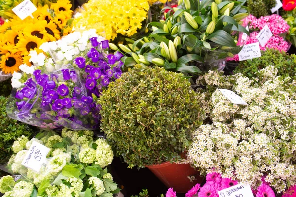 various flowers and plants at flower store