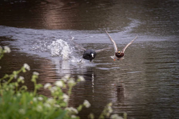 Ente Auf Dem Teich — Stockfoto