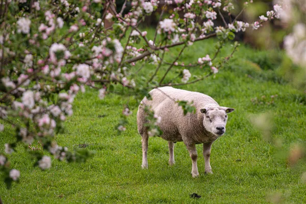 Due Pecore Prato Primavera — Foto Stock
