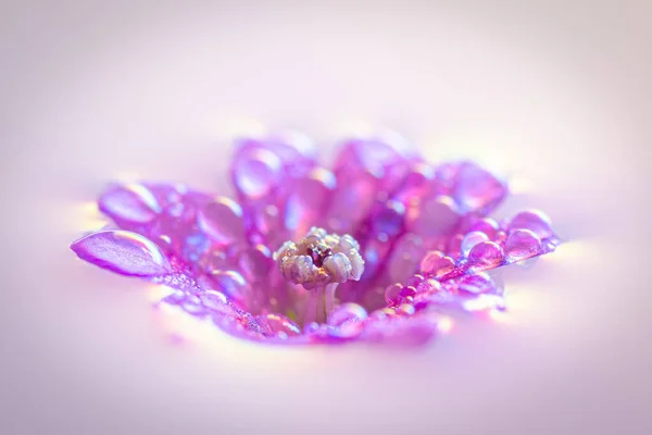 Damlalı Suyla Birlikte Mor Çiçek — Stok fotoğraf