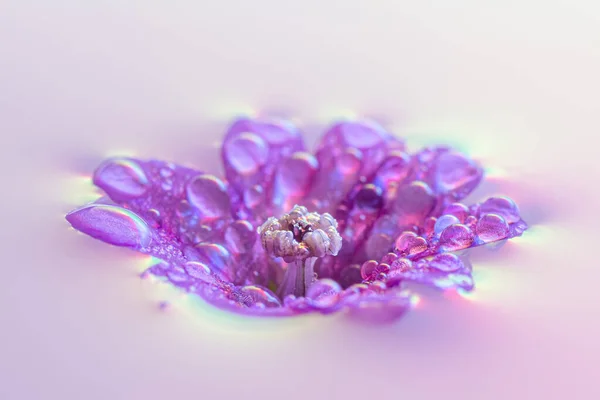 Flor Púrpura Con Agua Con Gotas —  Fotos de Stock