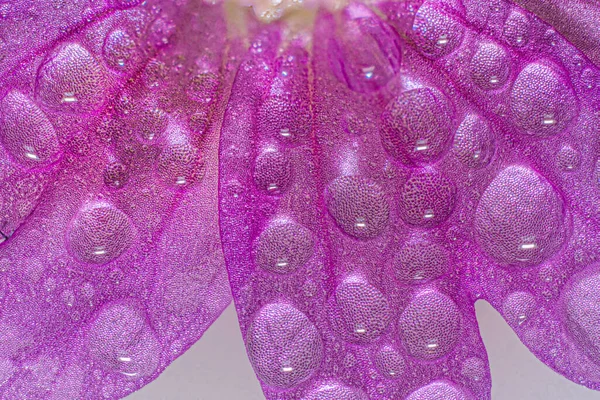 Flor Roxa Com Gotas Água Close Tiro — Fotografia de Stock