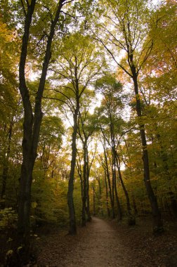 Rdesheim am Reihn City ve Rihne Nehri, Almanya, 