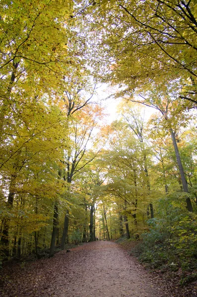 Rdesheim am Reihn City ve Rihne Nehri, Almanya, 