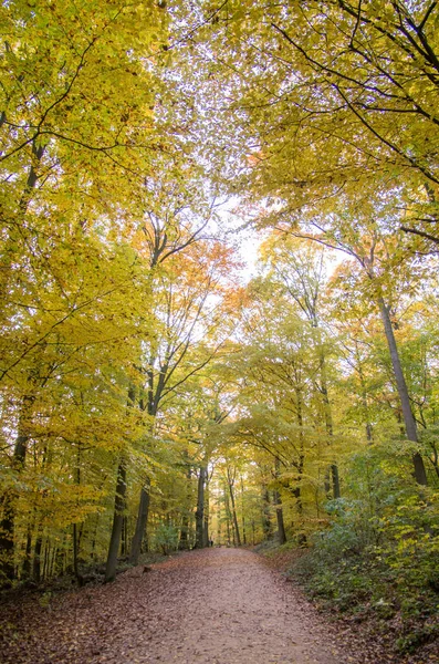 Rdesheim am Reihn City ve Rihne Nehri, Almanya, 