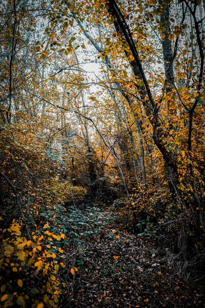 Sol Entrar Bosque — Fotografia de Stock