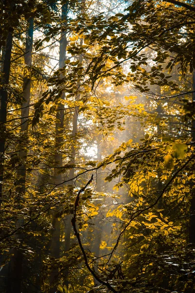 Sol Entrando Bosque — Stockfoto