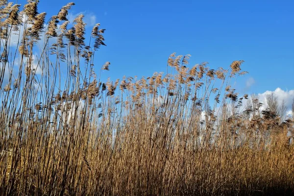 High reed plumes waving in the strong wind. Blue sky with some clouds in the background