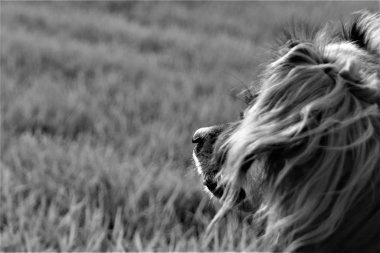 Köpek çok ciddi görünmeye çalışıyor ama aslında dişsiz burunuyla komik görünüyor.!