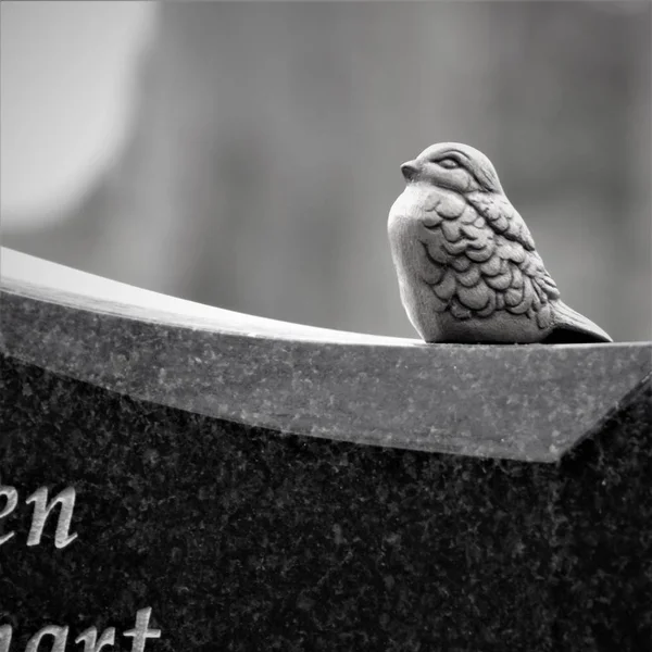 Small Brass Bird Sitting Edge Tombstone Black White — Stock Photo, Image