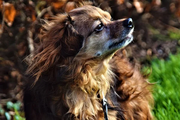 Cute small dog , outdoors lifting his head and sniffing with his black nose