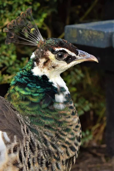 Female peacock profile picture close up