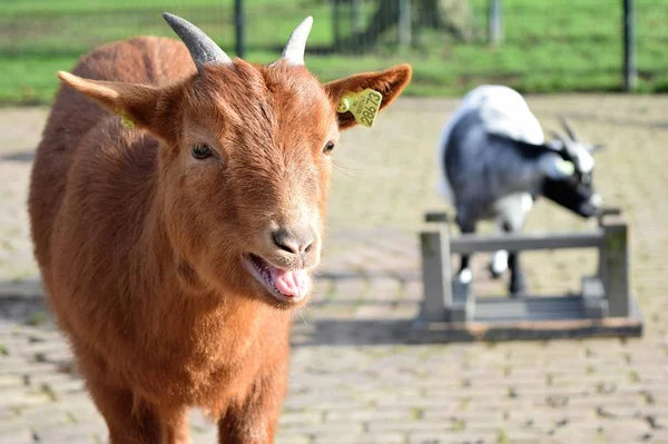 Dolce Capra Bruna Belante Uno Zoo Animali Domestici — Foto Stock