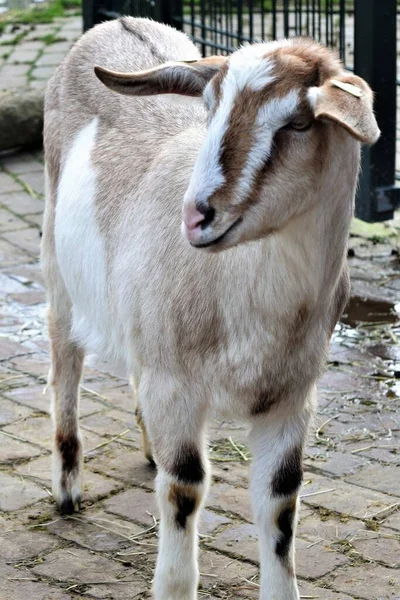 Carino Capra Marrone Chiaro Piedi Fuori Uno Zoo Coccole — Foto Stock