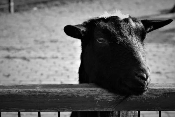 ペット動物園のフェンスの上に頭を持つ面白いヤギ — ストック写真
