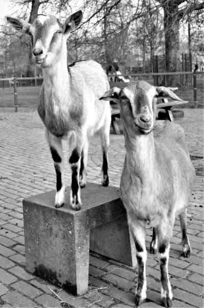 2 funny smiling goats black and white picture