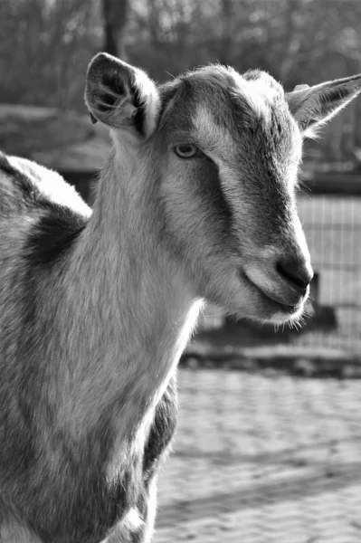 Preto Branco Close Imagem Engraçado Cabra — Fotografia de Stock