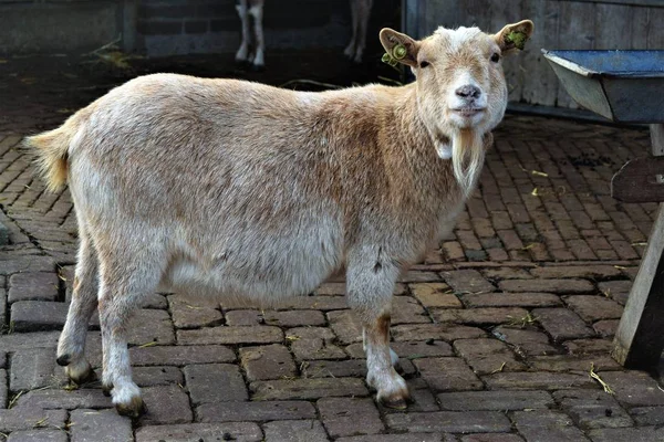 Söt Ljusbrun Stående Get Husdjursgård — Stockfoto