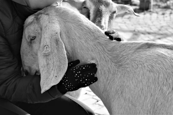 Capra Bianca Con Orecchie Lunghe Cerca Protezione Nelle Braccia Umane — Foto Stock