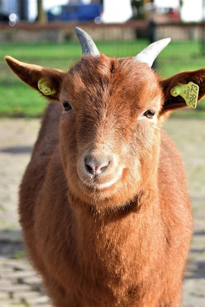 Mignon Chèvre Recherche Avec Des Cornes Sur Une Ferme Pour — Photo