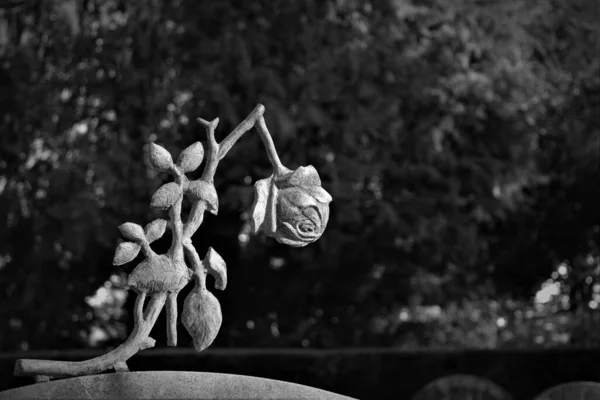 Зміїна Троянда Гробниці Чорно Біла — стокове фото